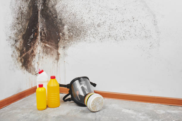 Best Mold Damage Repair  in Meadow Vale, KY