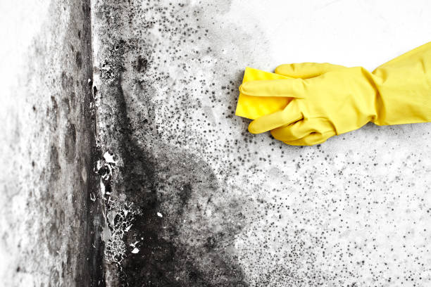 Best Home Mold Removal  in Meadow Vale, KY