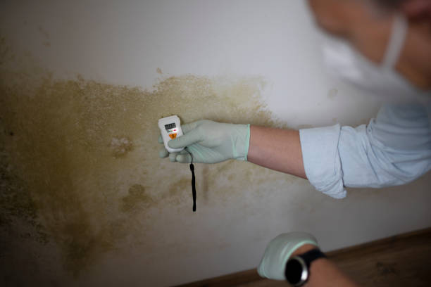 Best Professional Mold Removal  in Meadow Vale, KY
