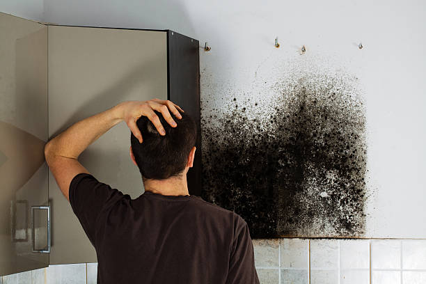 Best Commercial Mold Removal  in Meadow Vale, KY