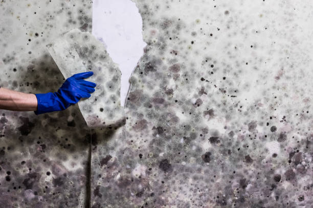 Best Fast Mold Removal  in Meadow Vale, KY